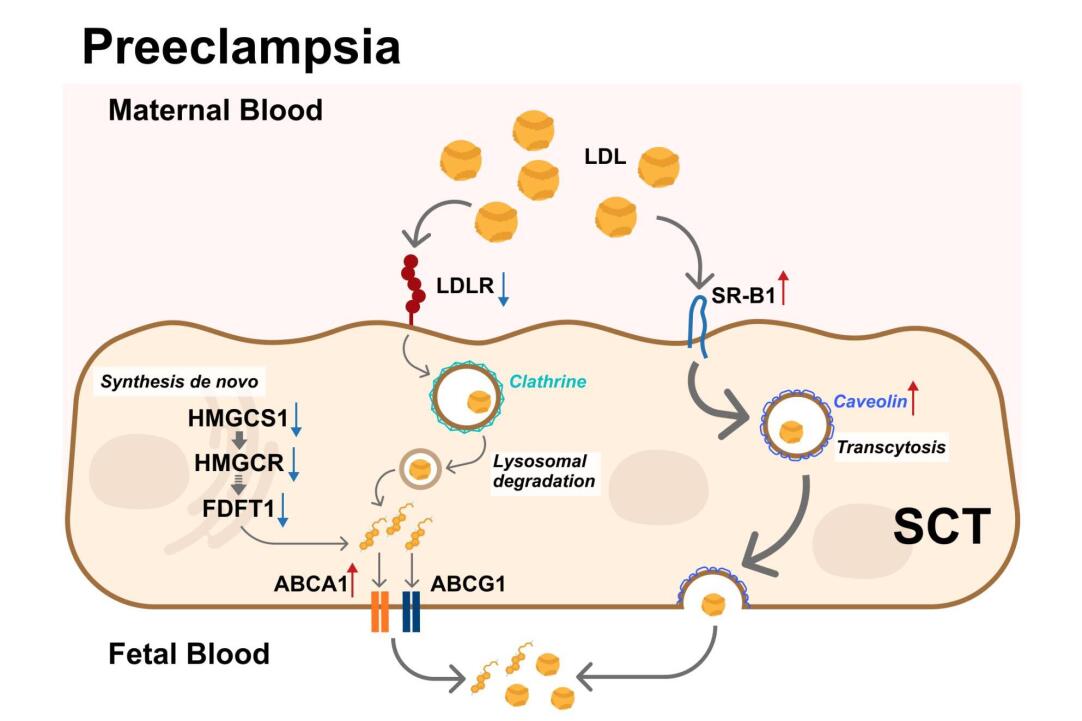 Графическая аннотация, иллюстрирующая наблюдаемые изменения в экспрессии генов в синцитиотрофобласте (SCT), подтвержденные в модели гипоксии BeWo B30, во время преэклампсии.
